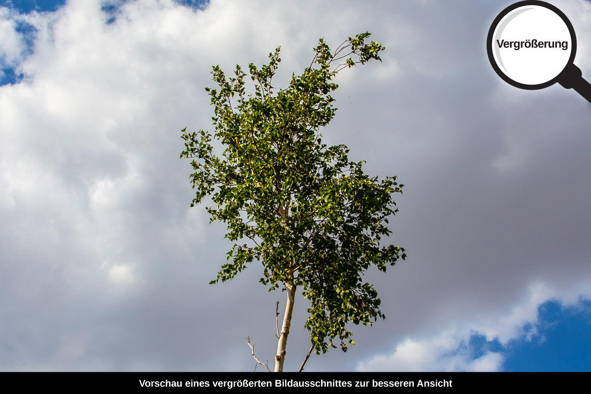 3-104-1416-bild-gross-wolke-himmel-gruener-baum_l