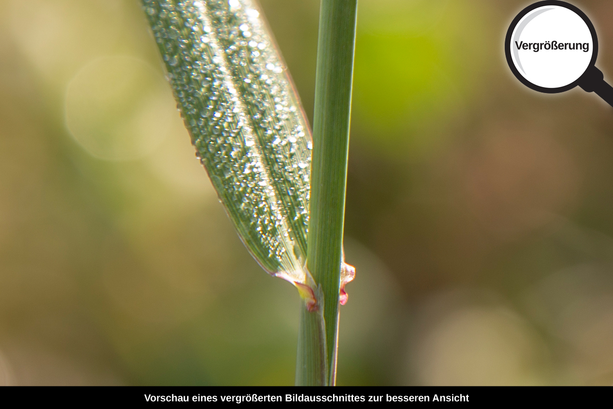 3-109-1272-bild-gross-gras-tropfen-gruen_l