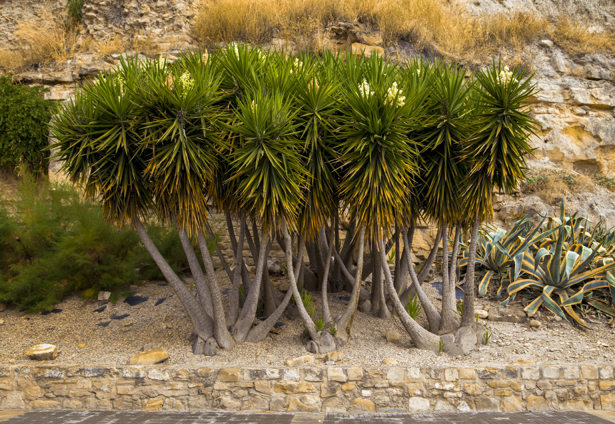 1-108-1174-wueste-palme-bluehen-online-galerie-zeitgenoessische-fotografie_l