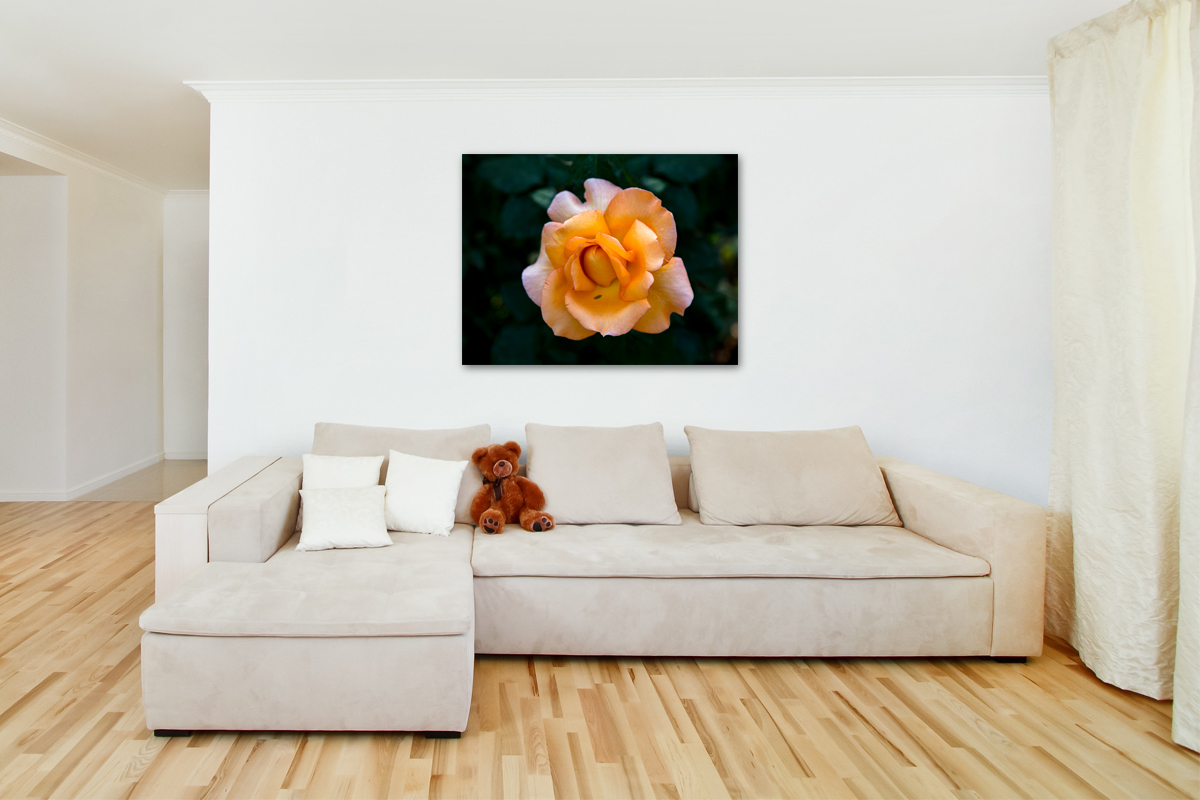 2-117-1586-wohnzimmer-rose-rosig-blume-schoenheit-contemporary-art-galerie_l