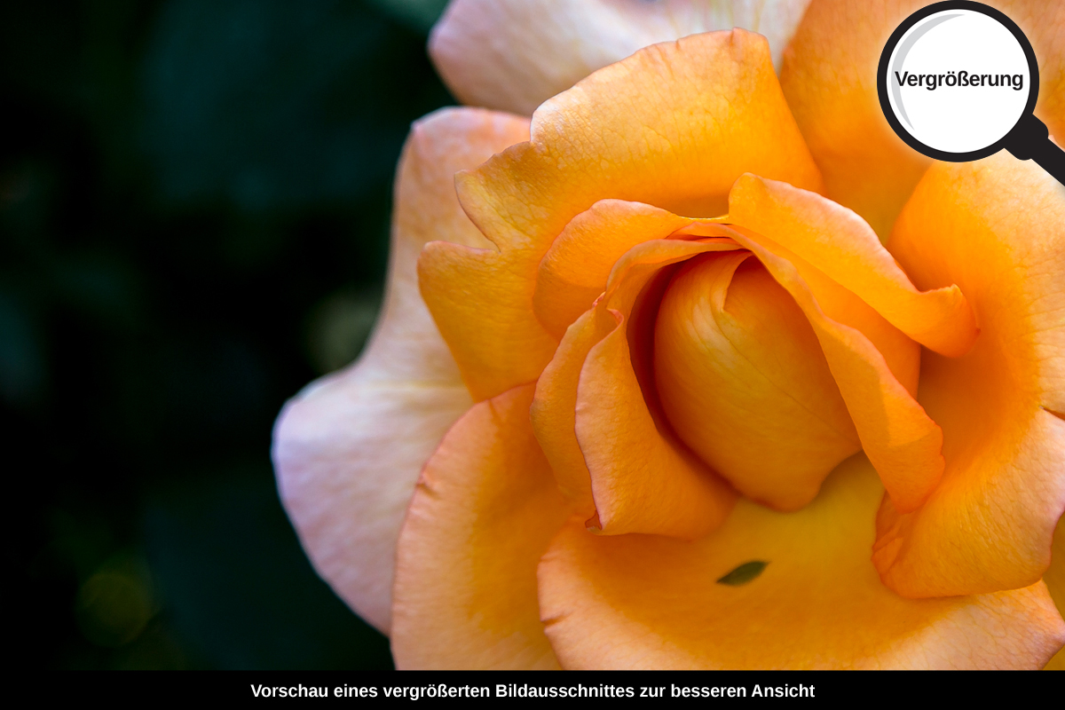 3-117-1586-bild-gross-rose-rosig-blume-schoenheit_l