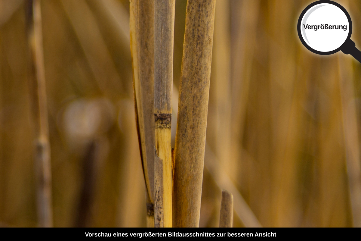 3-108-1438-bild-gross-trocken-gebuesch-natur_l