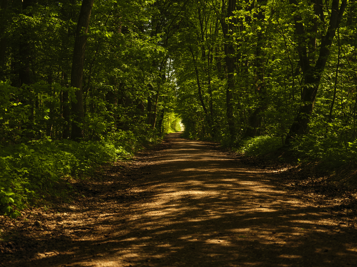 1-108-1724-waldweg-schatten-xxl-bild-portraets_l