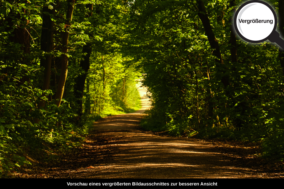 3-108-1724-bild-gross-waldweg-schatten_l