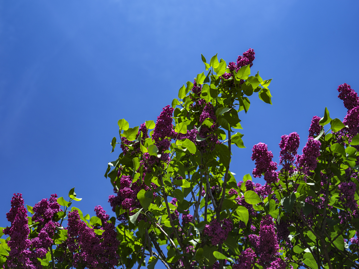 1-108-1727-flieder-mai-fruehling-online-galerie-malerei_l