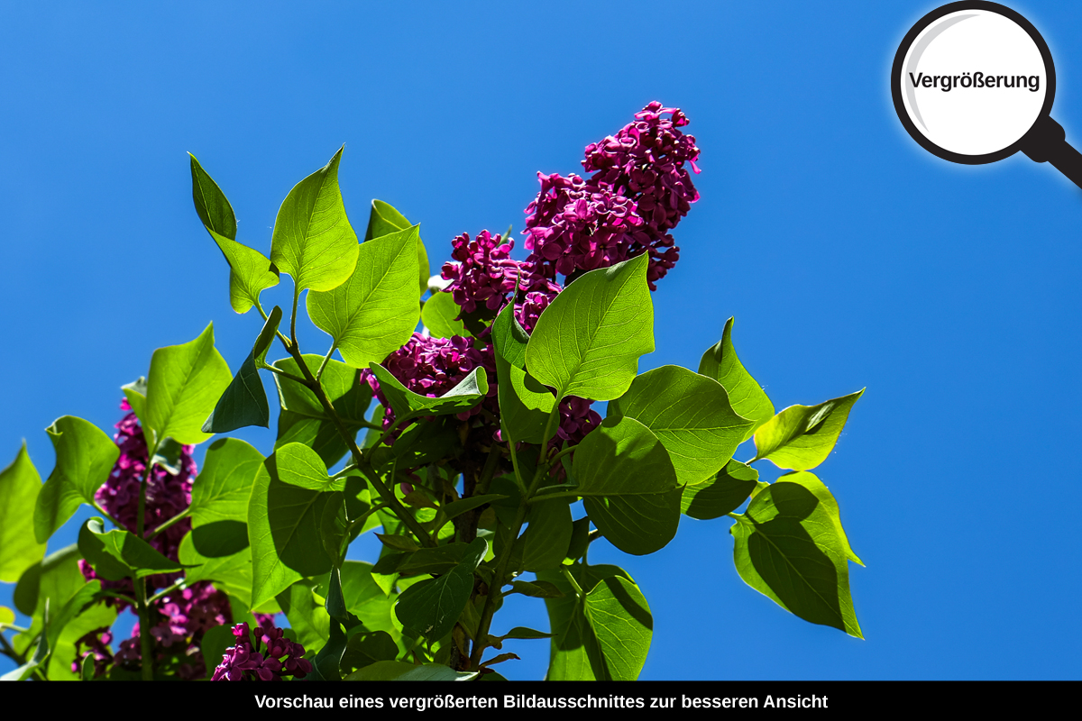 3-108-1727-bild-gross-flieder-mai-fruehling_l