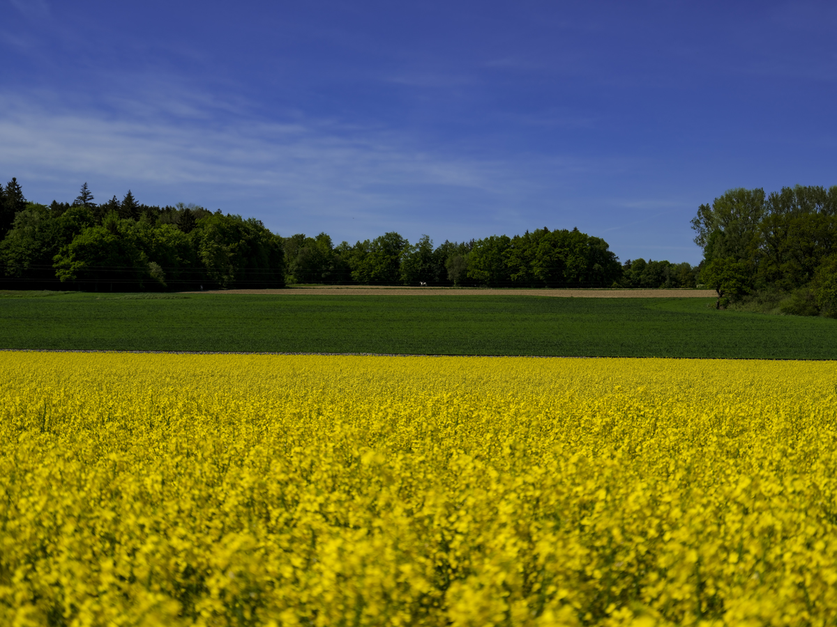 1-105-1730-rapsfeld-himmel-freude-der-kunden-gallery_l