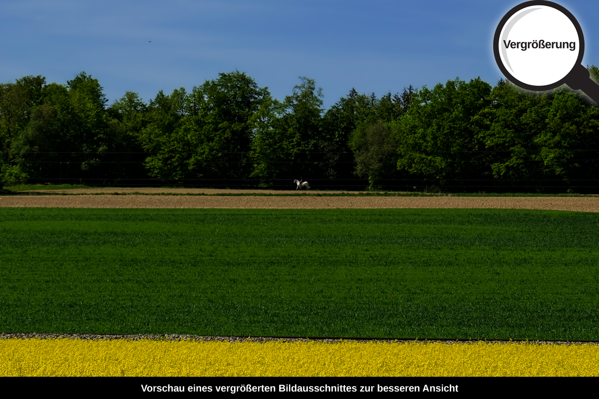 3-105-1730-bild-gross-rapsfeld-himmel_l