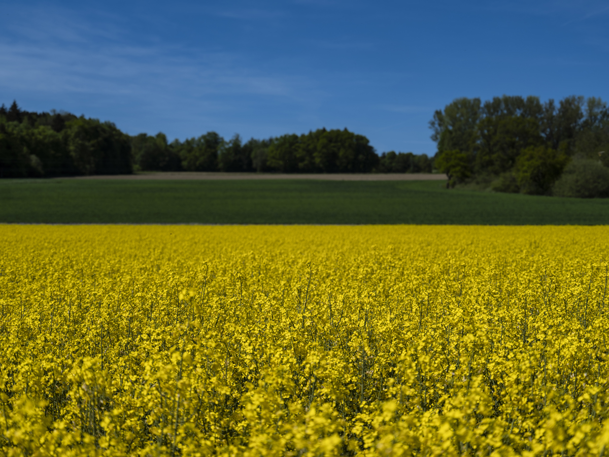 1-105-1731-rapsfeld-sommer-glasbilder-hochzeitsfotos_l