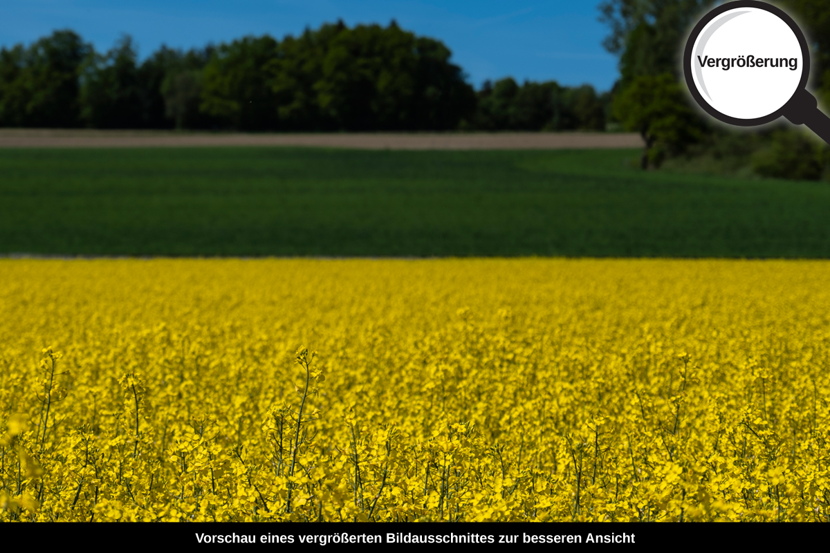 3-105-1731-bild-gross-rapsfeld-sommer_l