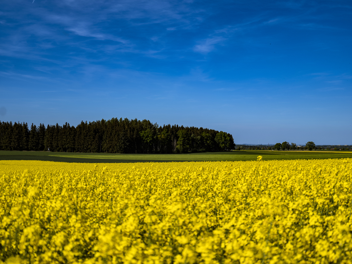 1-105-1735-rapsfeld-gelb-wald-gruen-himmel-blau-reproduktionen-verschoenerung_l