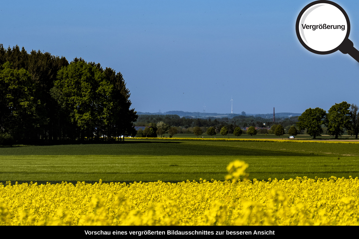3-105-1735-bild-gross-rapsfeld-gelb-wald-gruen-himmel-blau-_l
