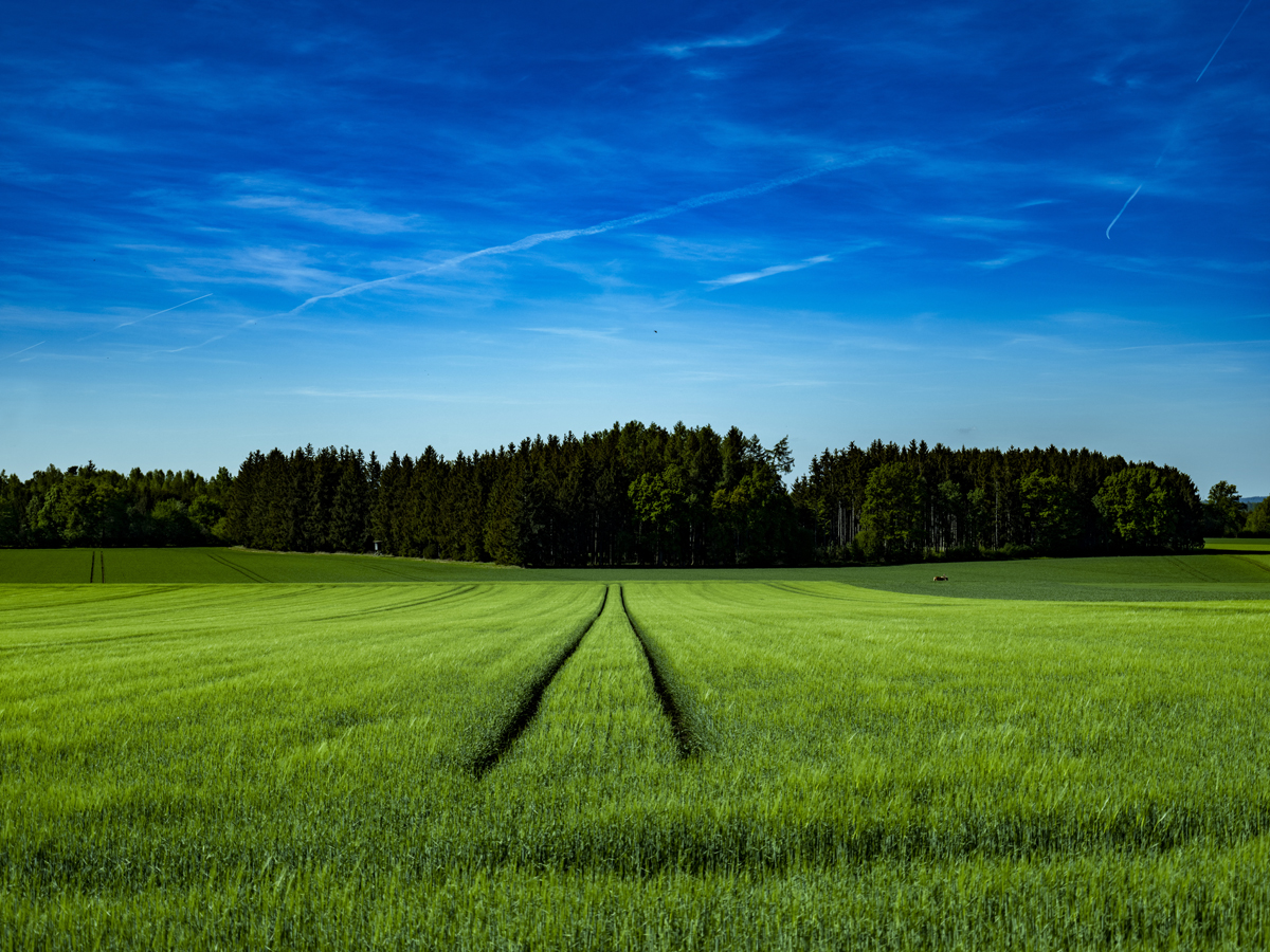 1-105-1736-grasfeld-landschaft-gruen-wandbilder-xxl-wechselbilderrahmen_l