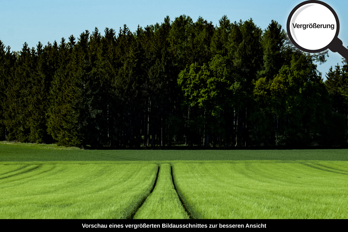 3-105-1736-bild-gross-grasfeld-landschaft-gruen_l