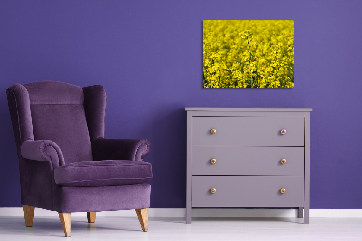 2-108-1728-schlafzimmer-rapsblume-gelb-kunstwerken-holzbilder_l