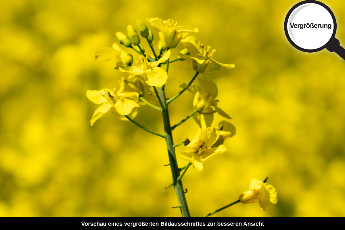 3-108-1728-bild-gross-rapsblume-gelb_l
