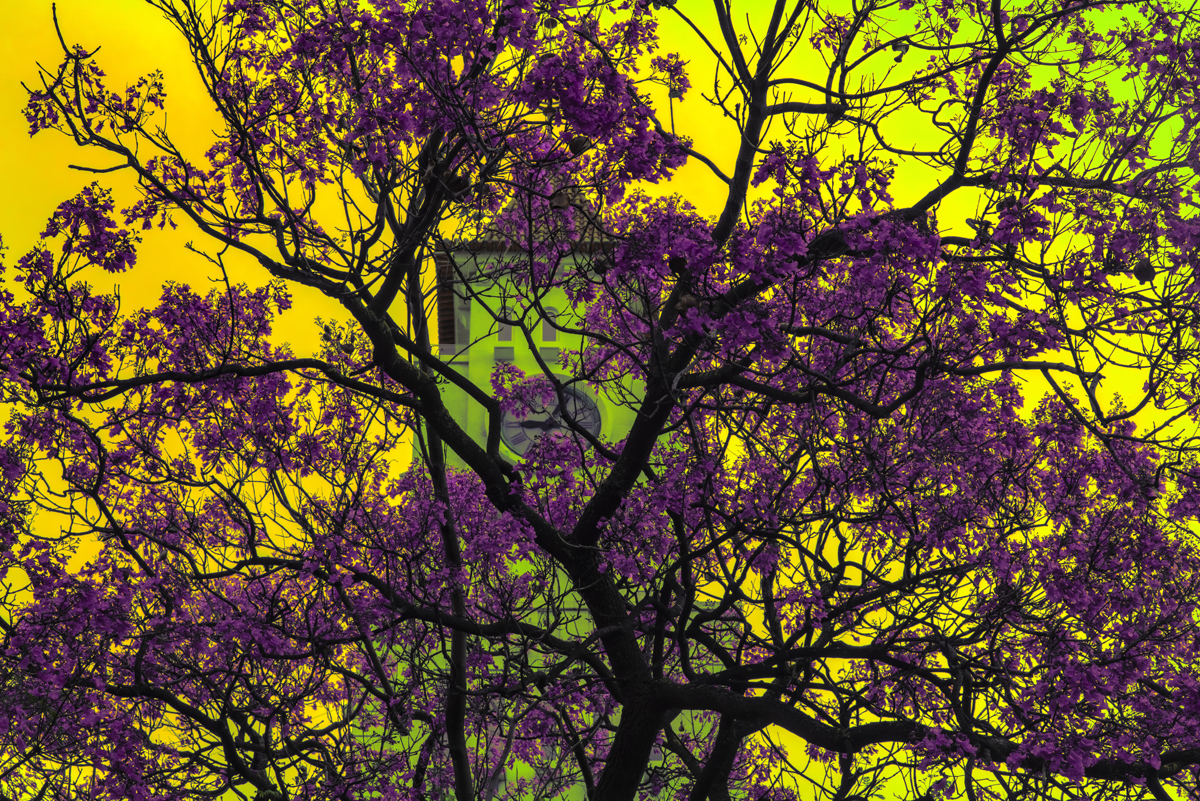 1-113-1696-natur-baum-uhrturm-freude-der-kunden-kunstfotografien_l