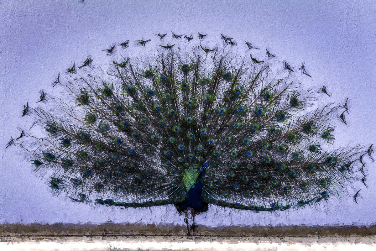 1-214-1175-blauer-pfau-aktion-galleries_l