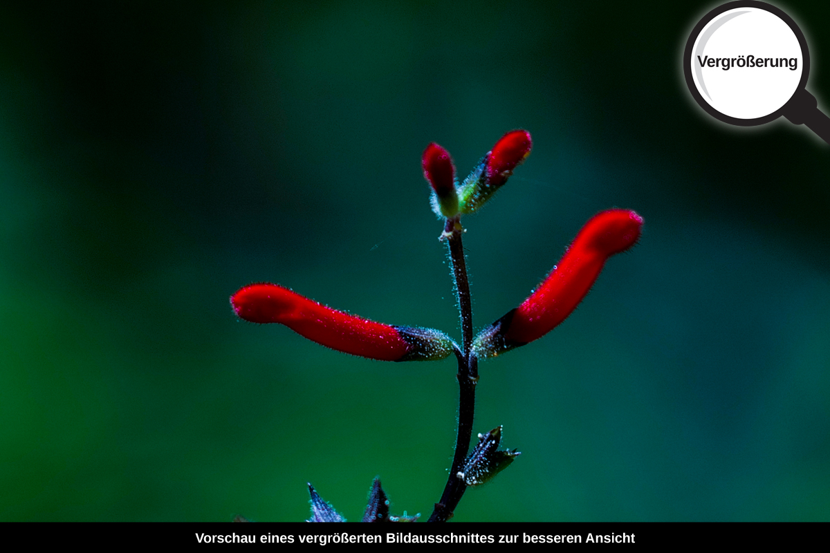 3-108-1697-bild-gross-natur-wald-blume_l
