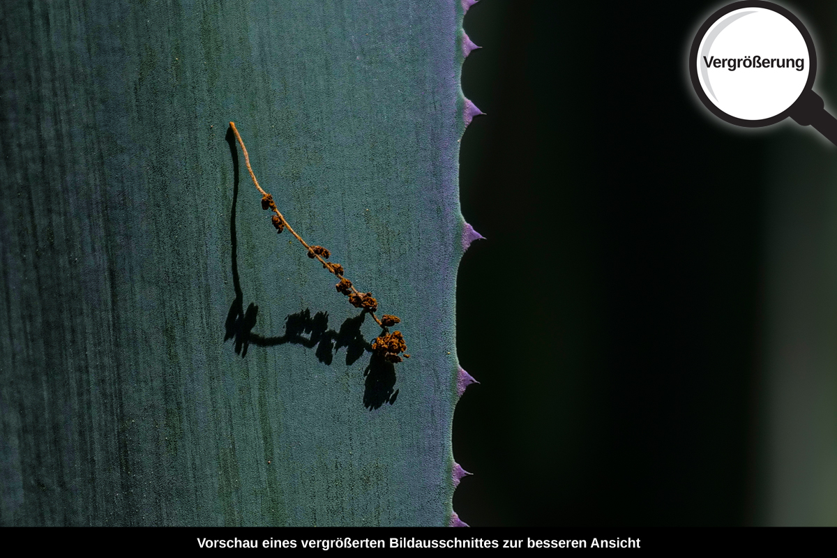 3-108-1699-bild-gross-blatt-gruen_l