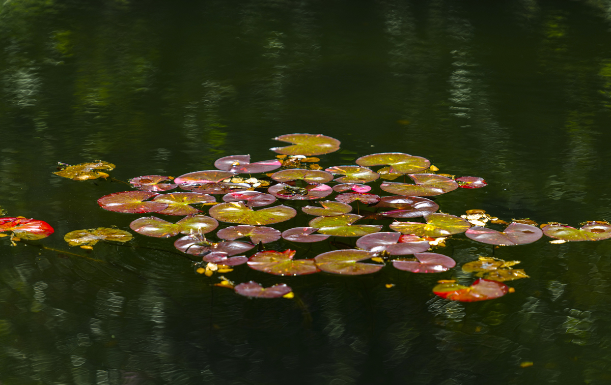 1-108-1701-wasser-lilienblatt-teich-bild-kaufen-online-hochwertige-fotokunst_l