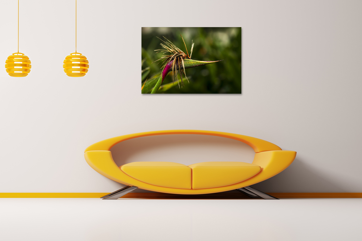 2-109-1710-wohnzimmer-exotische-blume_l.jpg