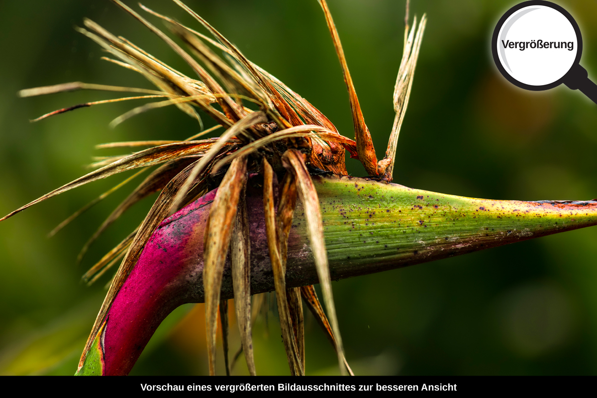 3-109-1710-bild-gross-exotische-blume_l