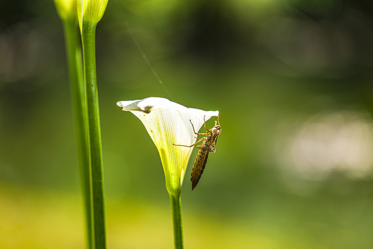 1-114-1700-blume-Grashuepfer-fotografie-kunstbilder_l