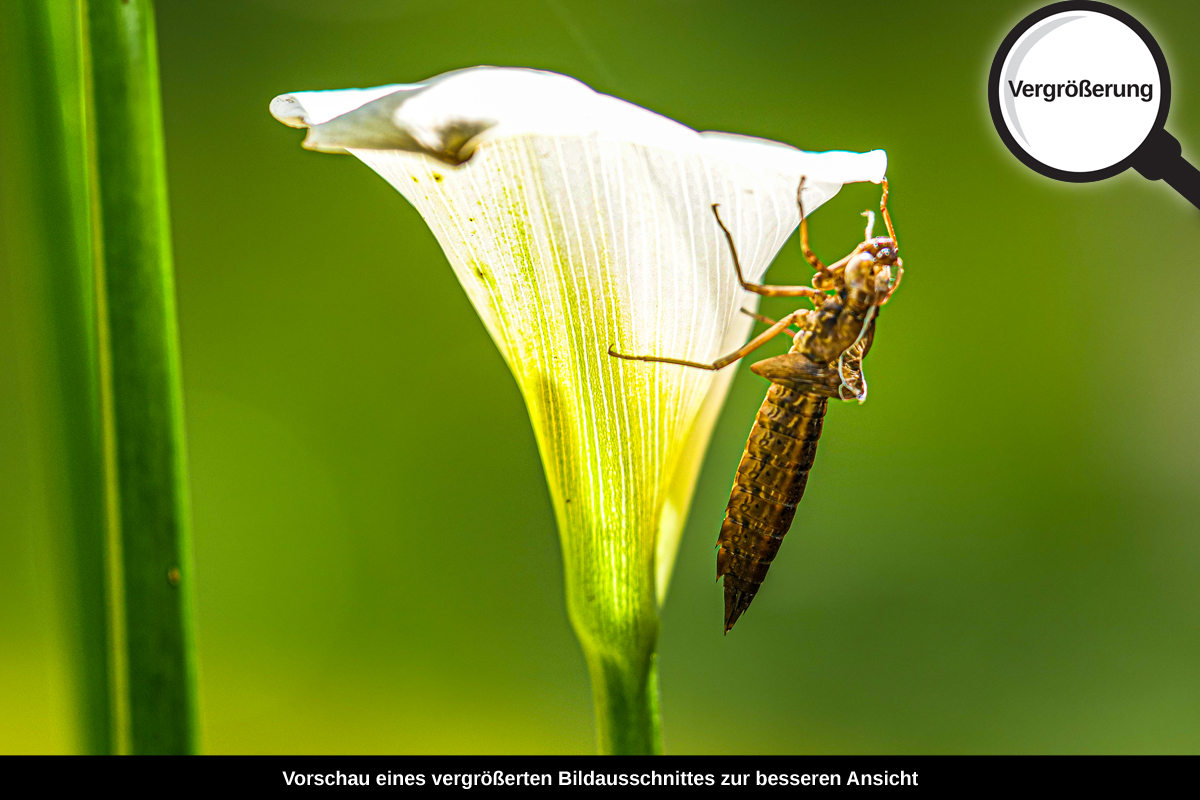 3-114-1700-bild-gross-blume-Grashuepfer_l