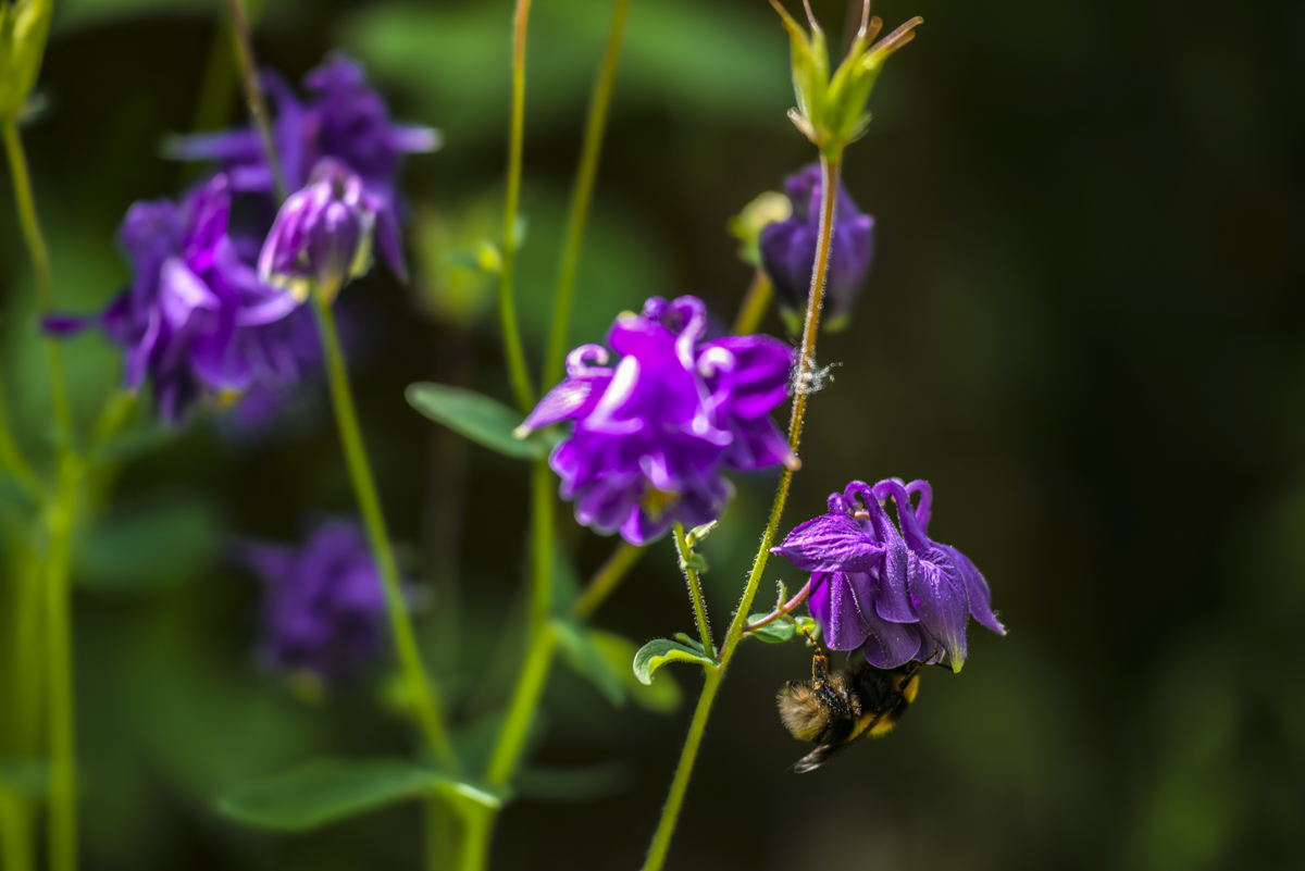 1-117-1703-blume-hummel-bildershop-kuechenbilder_l