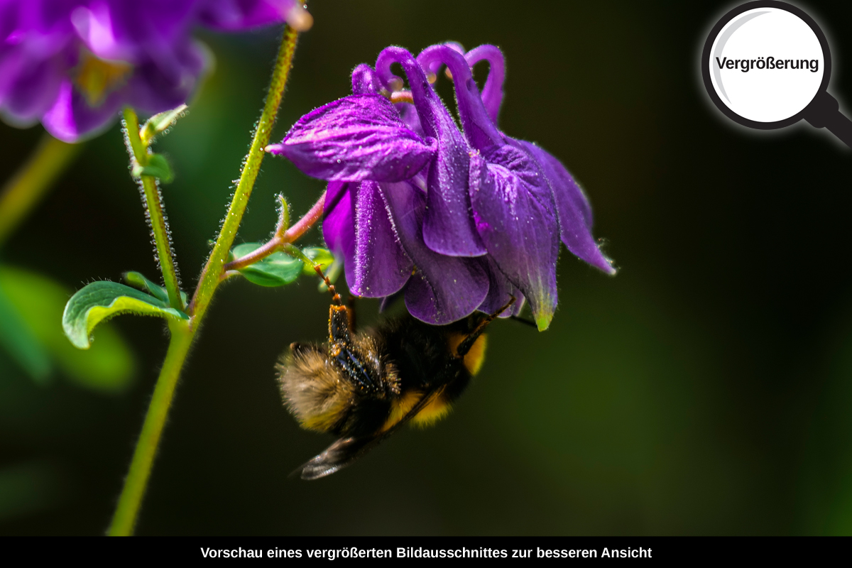 3-117-1703-bild-gross-blume-hummel_l