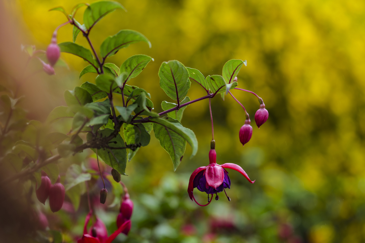 1-117-1707-blume-schoenheit-bilder-online-kaufen-holzbilder_l