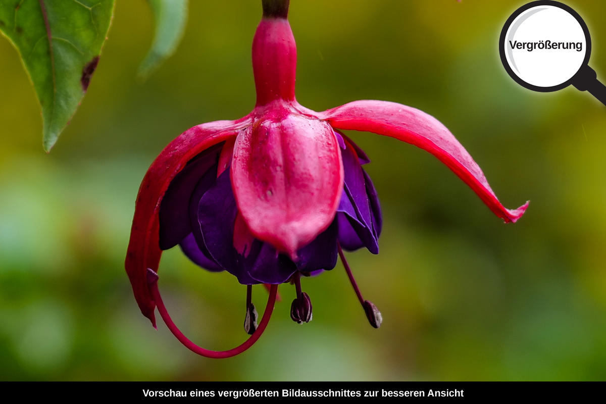 3-117-1707-bild-gross-blume-schoenheit_l