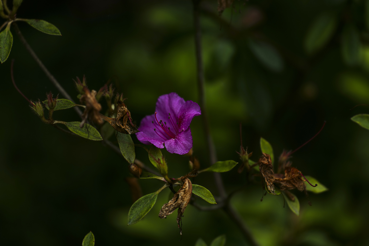 1-117-1709-blume-tau-morgen-auf-rechnung-hochwertige-sonderanfertigungen_l