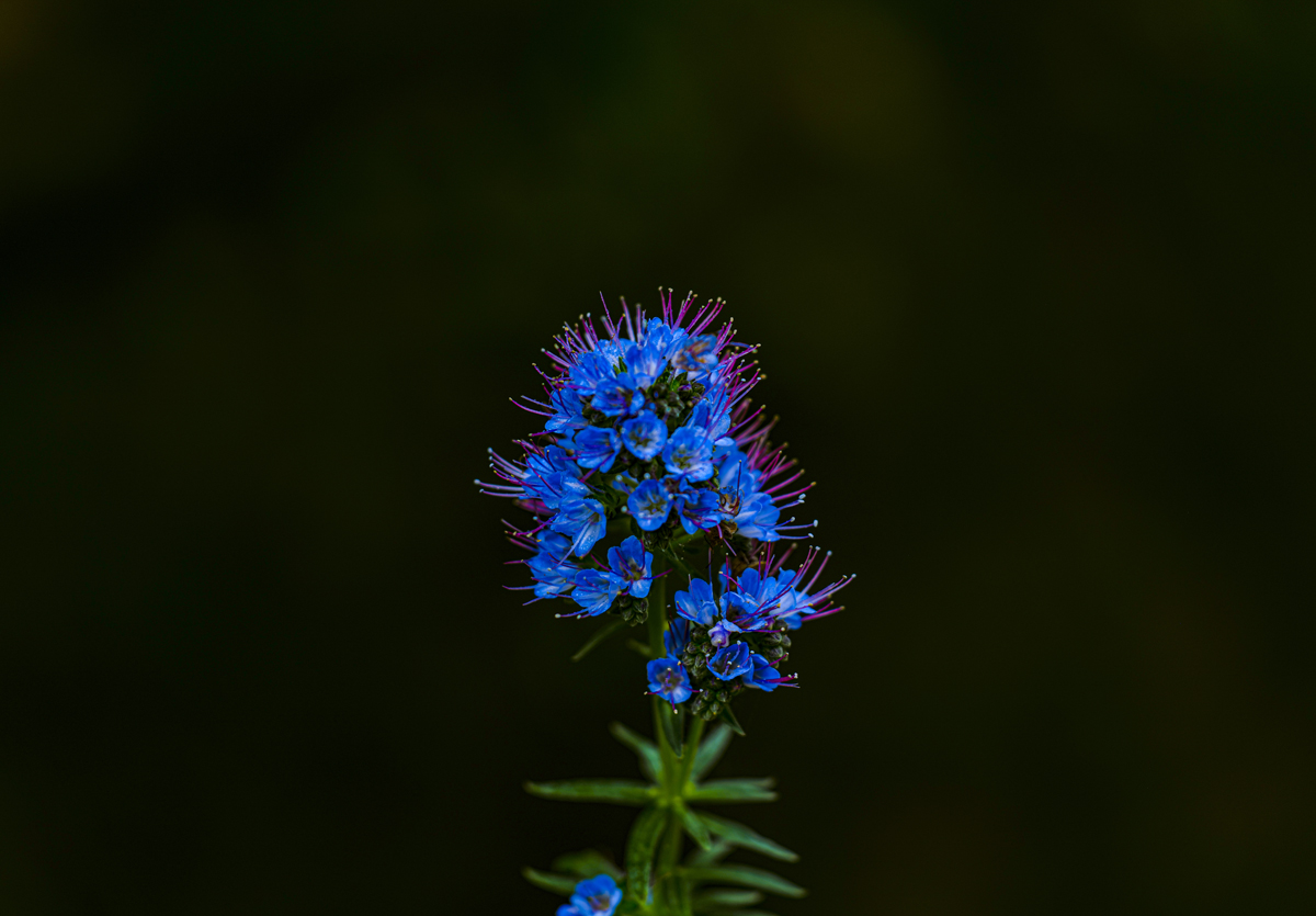 1-117-1711-blaue-blume-bild-muenchen-handsigniert_l