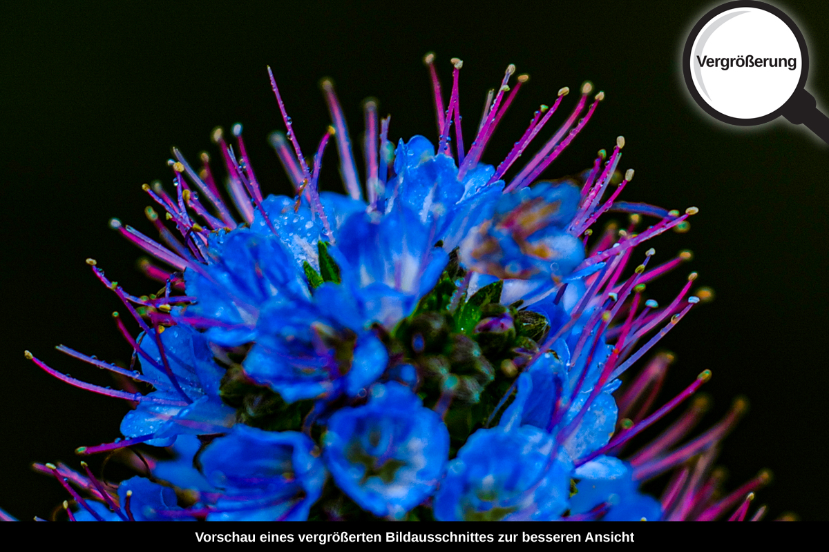 3-117-1711-bild-gross-blaue-blume_l
