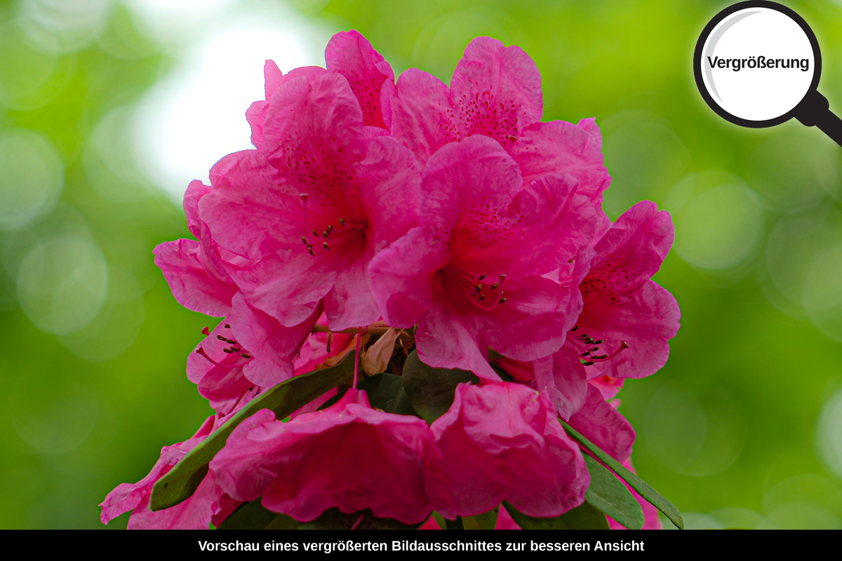 3-117-1712-bild-gross-rosige-blume_l