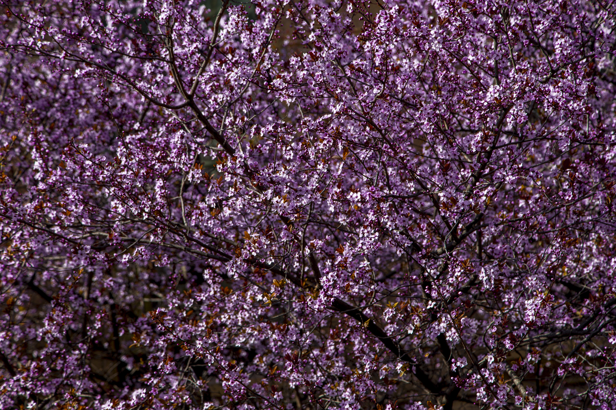 1-104-1360-fruehling-bluete-blume-galerien-gallery_l