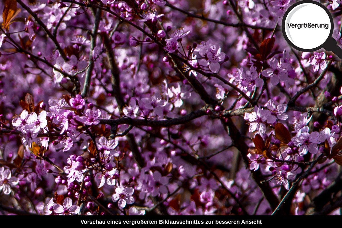 3-104-1360-bild-gross-fruehling-bluete-blume_l