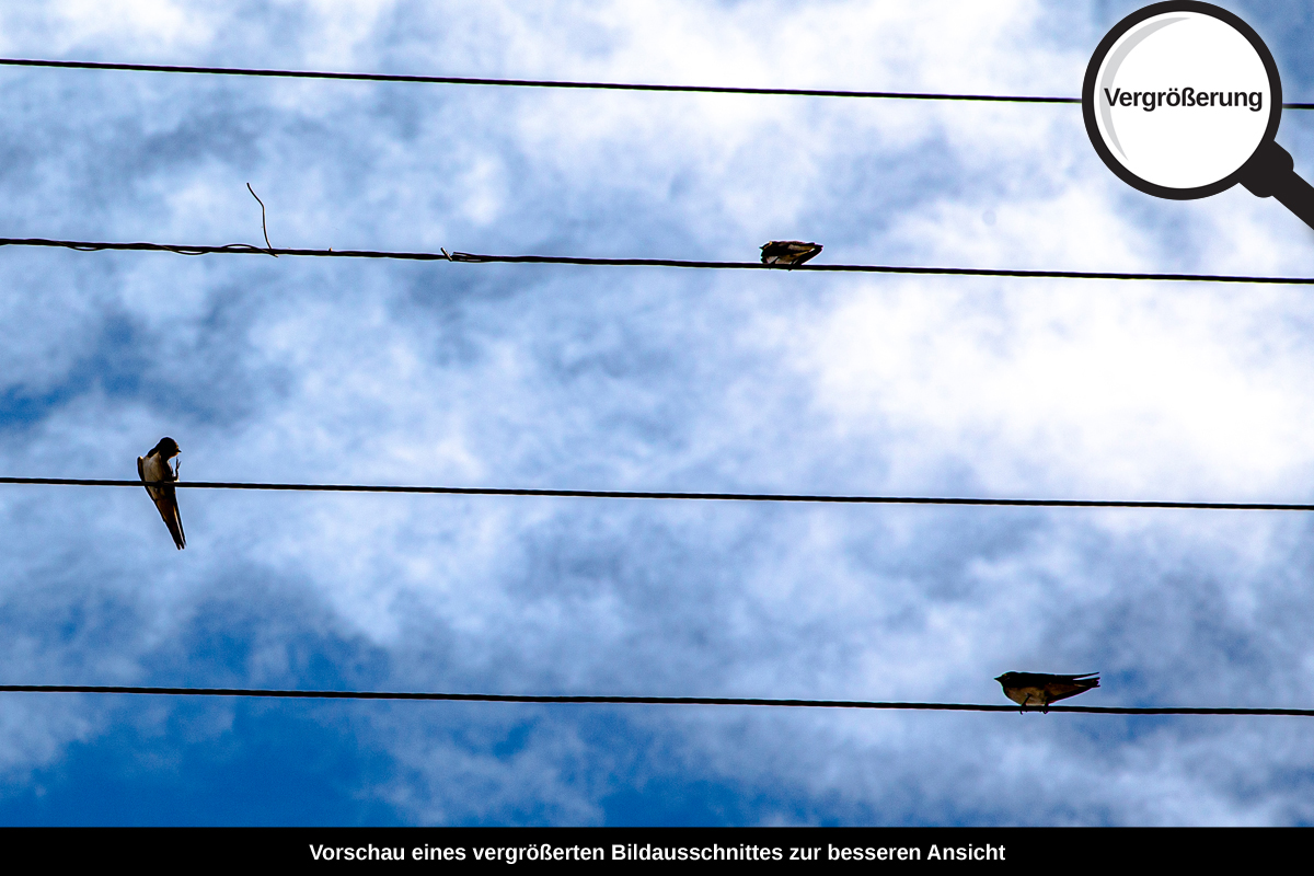 3-116-1340-bild-gross-notensystem-vogel-himmel-kabel_l