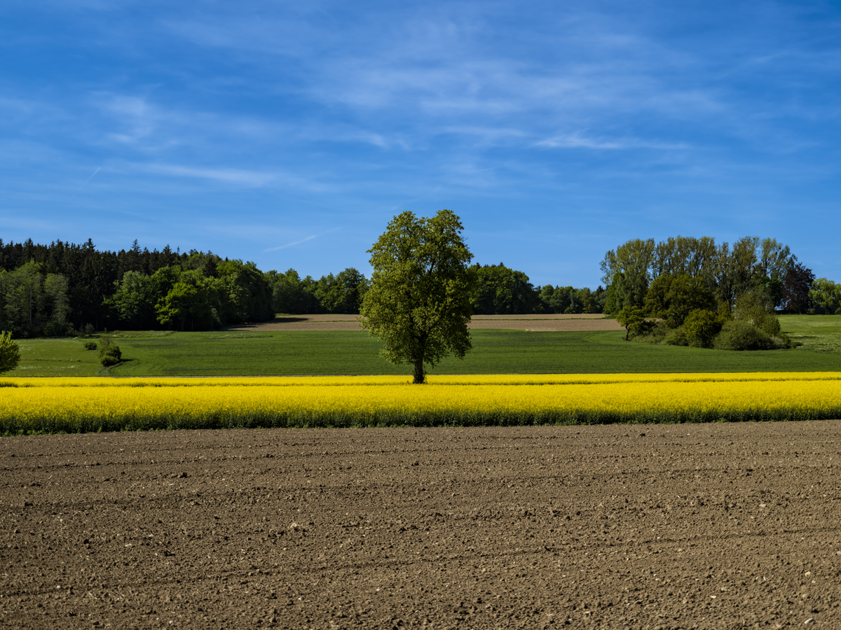 1-105-1738-himmel-baum-acker-raps-feld-leinwandbilder-online-shop_l