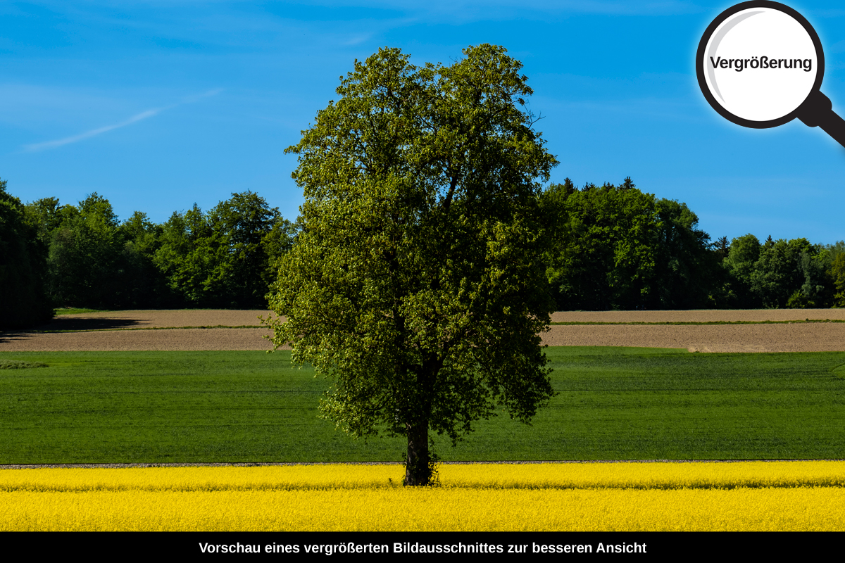 3-105-1738-bild-gross-himmel-baum-acker-raps-feld_l
