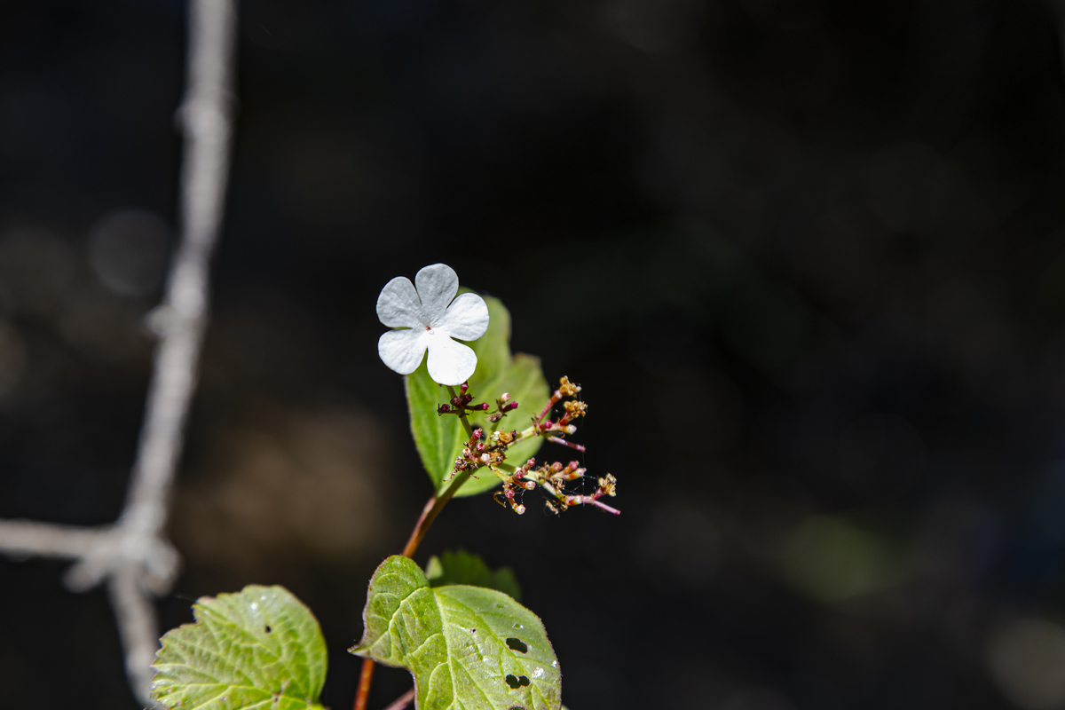 1-117-1098-weiss-bluete-blume-fruehling-gratis-versand-fotokunst-online-kaufen