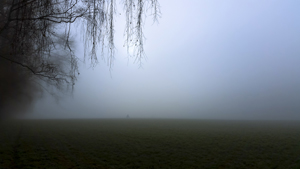104-1032-morgen-nebel-feld-bilder-bilder-kaufen-online