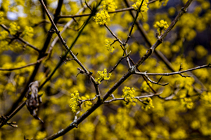 104-1140-blumen-baum-gelb-coole-bilder-einzigartig