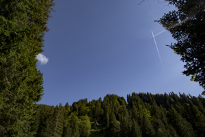 104-1169-blaues-himmel-wald-einzigartig-fotografie