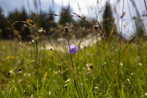 104-1229-gras-blume-natur-exklusive-bilder-fotokunst