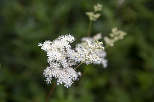 104-1266-weisse-blume-gruene-fotokunst-frei-waehlbaren-groessen