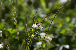 104-1288-biene-blume-gruene-frei-waehlbaren-groessen-galerie