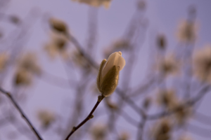 104-1361-blume-bluete-fruehling-himmel-galleries-gemaelde